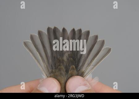 Erste Winterwinterin, weiblicher Rattenfänger (Ficedula hypoleuca), gefangen in der Ringstation des Ottenby-Vogelbeobachtungszentrums am südlichen Poin Stockfoto