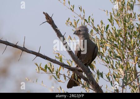 Porträt eines grauen Weggeheges, Carythaixoides concolor, thront auf einem Baumzweig. Okavango Delta, Botswana. Stockfoto