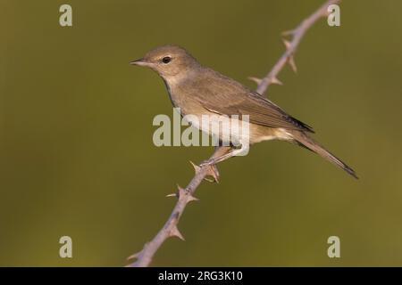 Garden Warbler, Sylvia Borin, in Italien. Stockfoto