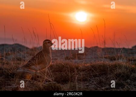 Eurasischer Dotterel (Charadrius morinellus), der während der Herbstmigration in der ländlichen Gegend Italiens ruhte. Fotografiert mit atemberaubendem Abendlicht. Stockfoto