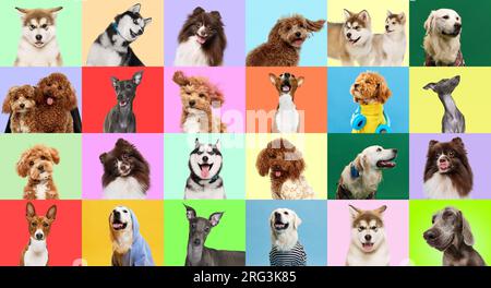 Collage aus Fotos verschiedene Hunderassen auf bunten Hintergründen. Stockfoto