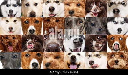 Ein Satz abgeschnittener Hunde schießt auf verschiedene Gesichter. Schließen. Stockfoto