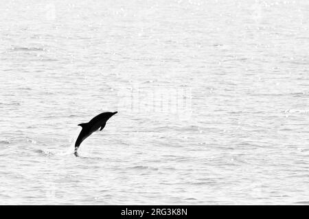 Delfin (Delphinus delphis), der gegen das Licht springt, mit einem ruhigen Meer als Hintergrund, in der Bretagne, Frankreich. Stockfoto