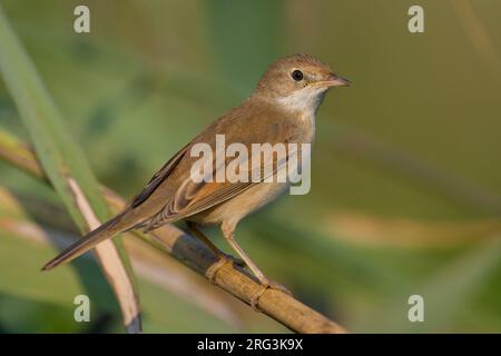 Grasmus zittend op Tak; Common Whitethroat thront auf Zweig Stockfoto