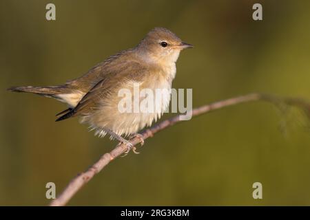 Garden Warbler, Sylvia Borin, in Italien. Stockfoto