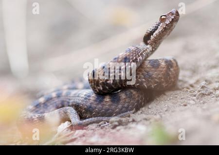 ASP Viper (Vipera aspis aspis) nahm die 13/09/2022 in Ristolas - Frankreich. Stockfoto