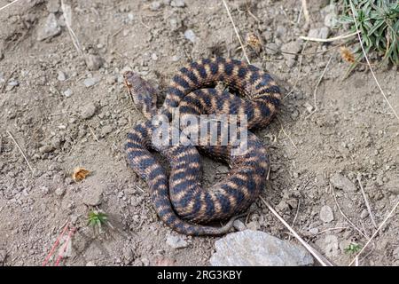 ASP Viper (Vipera aspis aspis) nahm die 13/09/2022 in Ristolas - Frankreich. Stockfoto