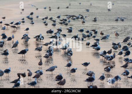 Little Black-Back Gulls (Larus fuscus) in den Niederlanden. Riesige Herde, die am Strand ruht. Stockfoto