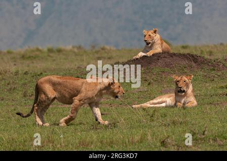 Afrikanische Löwinnen, Panthera leo, ruhen sich auf und um einen Termitenhügel. Masai Mara National Reserve, Kenia. Stockfoto