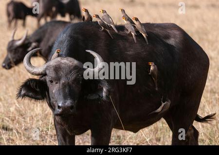 Gelbschnabel-Ochsenspechte, Buphagus africanus, auf dem Rücken, Kopf und Seite eines afrikanischen Büffels, Syncerus-Kaffers. Masai Mara National Reserve, Kenia. Stockfoto