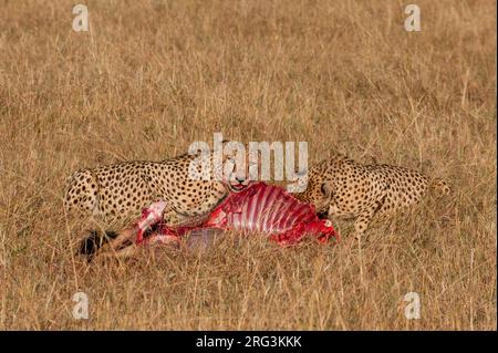 Zwei Geparde, Acinonyx jubatus, füttern sich mit einem Wildebeest-Kill. Masai Mara National Reserve, Kenia. Stockfoto