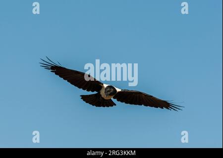 Eine Krähe, Corvus albus, im Flug. Masai Mara National Reserve, Kenia. Stockfoto