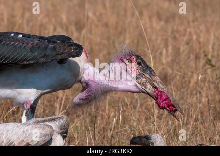 Ein Marabou-Storch, Leptoptilos crumeniferus, der ein Stück Fleisch durchscravt. Masai Mara National Reserve, Kenia. Stockfoto