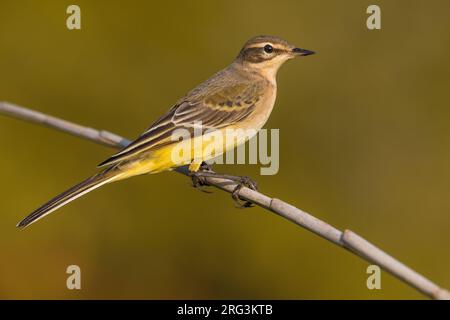 Unreife Gelbschwanzarten (Motacilla flava subspecies) während der Herbstwanderung in Italien. Stockfoto