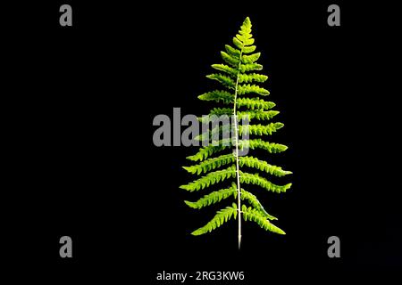 Marsh Fern, Thelypteris palustris Stockfoto