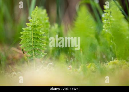 Marsh Fern, Thelypteris palustris Stockfoto