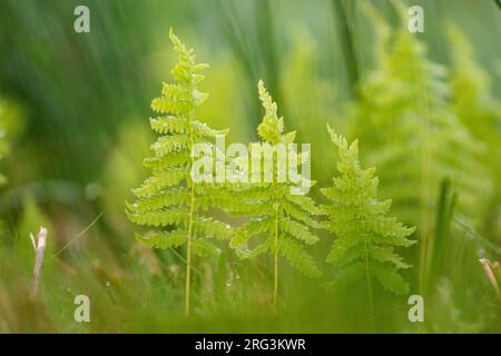 Marsh Fern, Thelypteris palustris Stockfoto