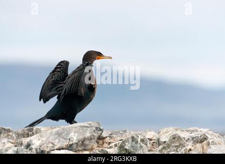 Farallon Double-Crested Cormorant (Phalacrocorax auritus albociliatus) an der Küste in Monterey Bay, Kalifornien, Nordamerika. Stockfoto