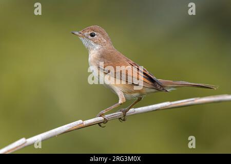 Der unreife Common Whitethroat (Sylvia communis) in Italien. Stockfoto