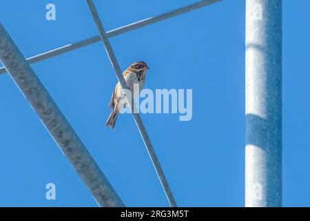 Erster Winter Rustic Bunting (Emberiza rustica), der auf Felsen sitzt, die von algua, Voorhaven van Zeebrugge, West Flanderss, Belgien, geborgen werden. Stockfoto