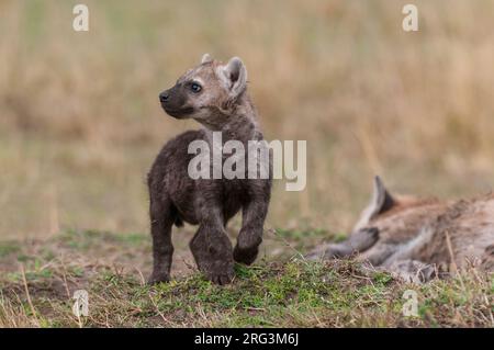 Porträt eines gefleckten Hyänen-Jungen, Crocuta crocuta, neben seiner ruhenden Mutter. Masai Mara National Reserve, Kenia. Stockfoto