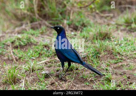 Porträt eines Ruppells Glanzstarrs, Lamprotornis purpuropterus. Masai Mara National Reserve, Kenia. Stockfoto