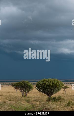 Ein Regensturm nähert sich in den Ebenen der Masai Mara. Masai Mara National Reserve, Kenia. Stockfoto