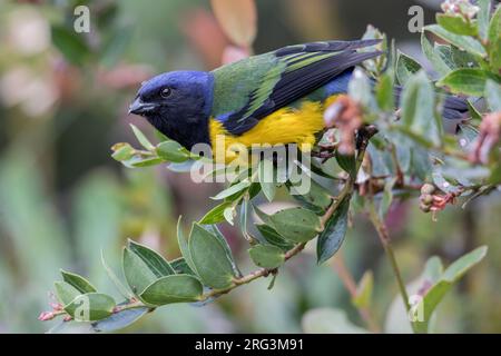 Schwarzbrüsiger Mountain Tanager (Cnemathraupis eximia) im Chingaza-Nationalpark, Cundinamarca, Kolumbien. Stockfoto