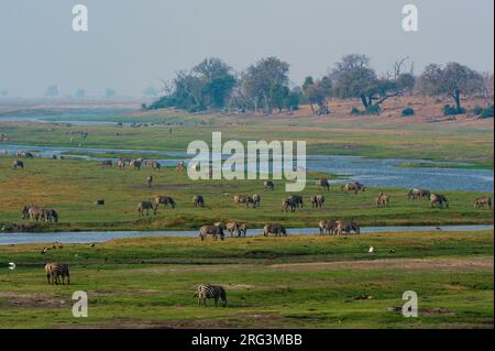 Eine große Herde von Burchells Zebras, Equus burchelli, grast entlang der Ufer des Chobe River. Chobe River, Chobe National Park, Botswana. Stockfoto