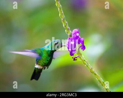 Blauschwanz-Smaragd (Chlorostilbon mellisugus), der im tropischen Garten der Ökokolodge Amazonia im Manu National Park kleine Purpurblumen aufforst, per Stockfoto