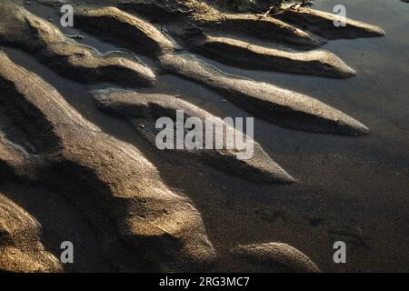 Beleuchteter, gewellter Sand, beleuchtet von einer niedrigen Sonne, kurz vor Sonnenuntergang; am Hartland Quay, Hartland, an der Atlantikküste von Devon, Großbritannien. Stockfoto