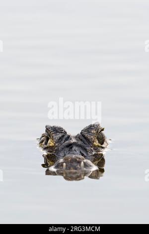 Ein jacare caiman, Caiman yacare, an der Wasseroberfläche. Pantanal, Mato Grosso, Brasilien Stockfoto