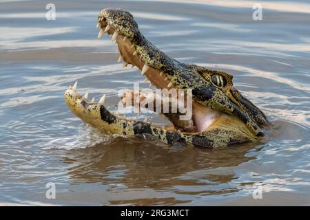 Ein Jacare Caiman, Caiman Yacare, Fütterung. Pantanal, Mato Grosso, Brasilien Stockfoto