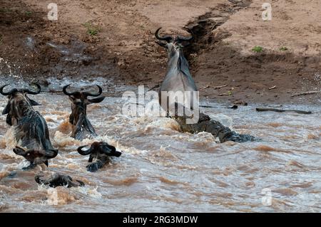 Ein Nilkrokodil, Crocodilus niloticus, greift einen Gnus, Connochaetes taurinus, an und überquert einen Fluss. Mara River, Masai Mara National Reserve, Keny Stockfoto