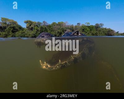 Nahaufnahme eines Jacare Caiman, Caiman Yacare, im Rio Claro. Rio Claro, Pantanal, Mato Grosso, Brasilien Stockfoto