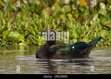 Eine Moskauer Ente, Cairina moschata, Porträt. Rio Claro, Pantanal, Mato Grosso, Brasilien Stockfoto