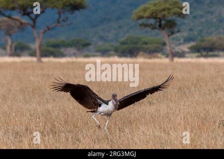 Ein Marabou-Storch, Leptoptilos crumeniferus, landet im hohen Savannengras. Masai Mara National Reserve, Kenia. Stockfoto