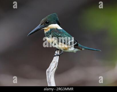 Grüner Kingfisher, Chloroceryle americana americana, weiblich hoch oben auf einem Stock in einem Fluss in Pantanal, Brasilien Stockfoto