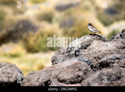 Diademin Sandpiper-Plover, Phegornis Mitchellii, in Chile. In seinem Lebensraum bevorzugt es mossige Tundra, hoch gelegenes Grasland, Moore und Sümpfe. Stockfoto