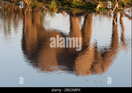 Die Spiegelung eines afrikanischen Elefanten, Loxodonta africana, der neben einem Wasserloch läuft. Okavango Delta, Botswana. Stockfoto