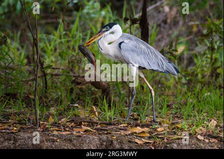 Ein Cocoi-Reiher, Ardea cocoi, der sich von einem Fisch ernährt. Mato Grosso Do Sul, Brasilien. Stockfoto