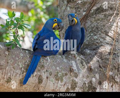 Hyazinth Macaw, Anodorhynchus hyacinthinus, Paar hoch oben in einem Baum im Pantanal, Brasilien Stockfoto