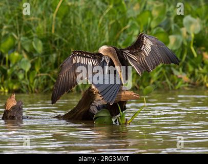 Anhinga, Anhinga anhinga anhinga, weiblich auf einem Baumstamm im Pantanal, Flügel trocknen und putzen Stockfoto