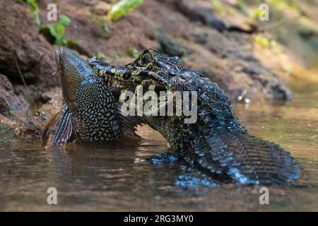 Ein Jacare Caiman, Caiman Yacare, Fütterung. Pantanal, Mato Grosso, Brasilien Stockfoto