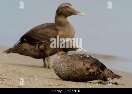 Vrouwtje Eider in zit; Weiblicher gemeinsame Eider am Strand Stockfoto
