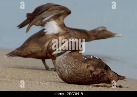 Vrouwtje Eider in zit; Weiblicher gemeinsame Eider am Strand Stockfoto