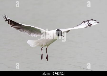 Adulte Andenmöwe (Chroicocephalus serranus) in Peru. Schwebend in der Luft. Stockfoto