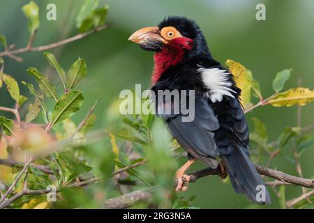 Barbet mit Bart, Lybius dubius, hoch oben in einem Baum in Gambia. Stockfoto