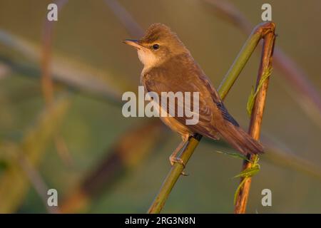 Grote Karekiet zittend in riet; Great Reed Warbler in Schilf gehockt Stockfoto