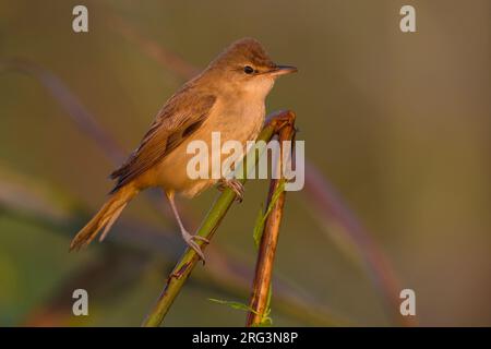 Grote Karekiet zittend in riet; Great Reed Warbler in Schilf gehockt Stockfoto